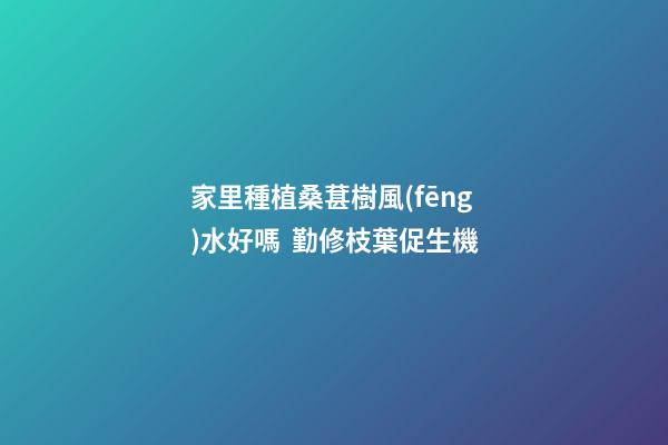 家里種植桑葚樹風(fēng)水好嗎  勤修枝葉促生機
